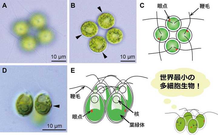 它是团藻目的tetrabaena socialis[1,是世界性分布的淡水藻类,4个