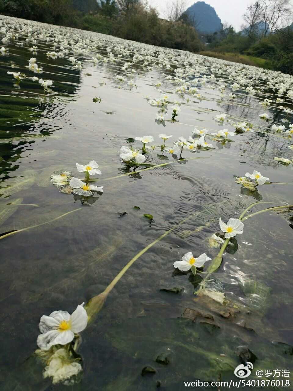 桂林百寿镇乌石海菜花