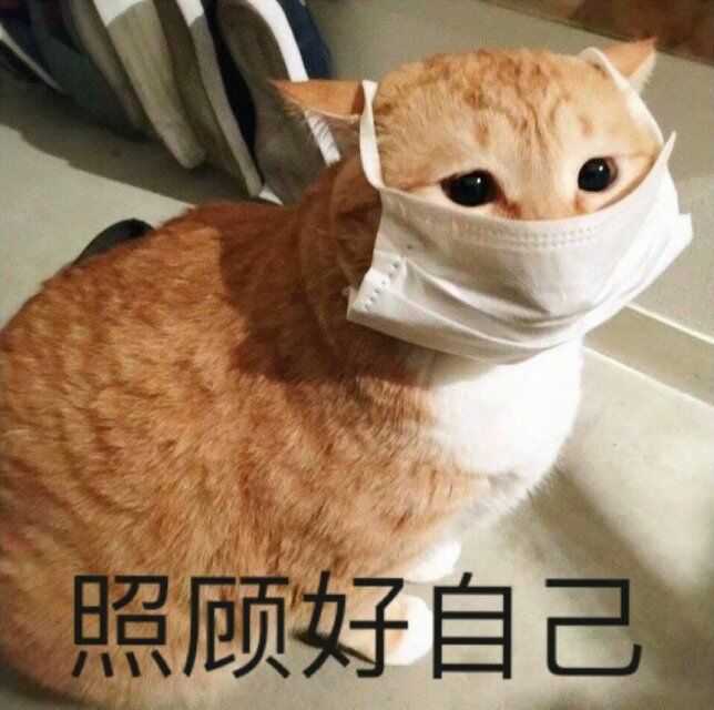 有哪些可爱到哭泣的猫咪图片或者表情包?