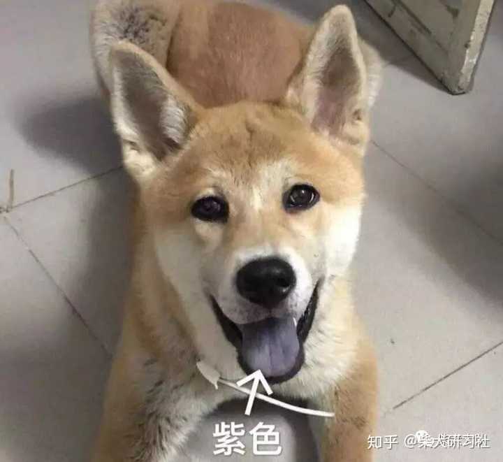 柴犬后背有黑色针毛简称马鞍,那种既不是合格的赤色又不能称之为胡麻