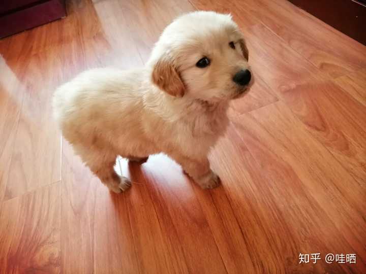 这只金毛幼犬品相怎么样,纯不纯?