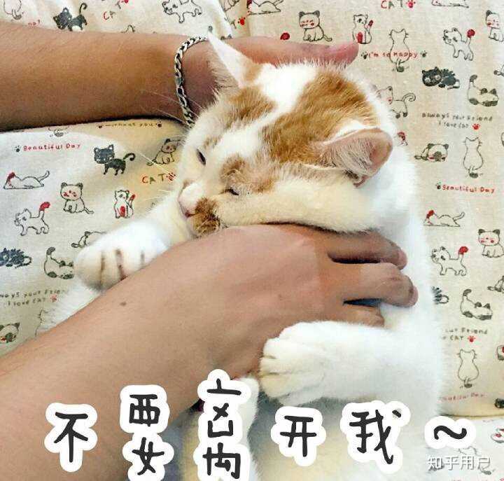 万能表情包?excuse me,当然要举爪我们可爱的楼楼小猫咪了.
