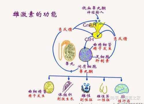 如何正确补充睾丸酮