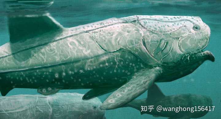 古近纪最大海洋生物:龙王鲸basilosaurus(体长20-25米) 巨齿鲨