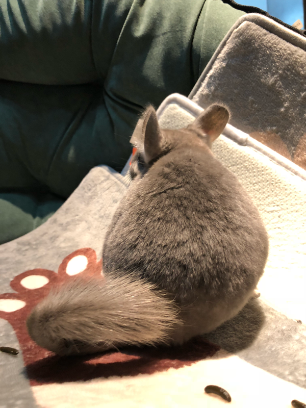 肥肥emmmmmmmm…… 我也不记得他多大了 养龙猫嘛 最重要还是让他保持