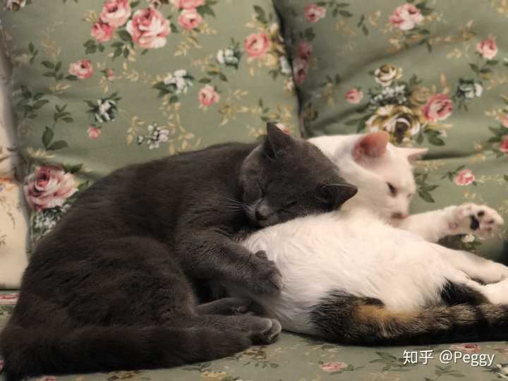 猫妈妈为什么叼着小猫往主人怀里塞?