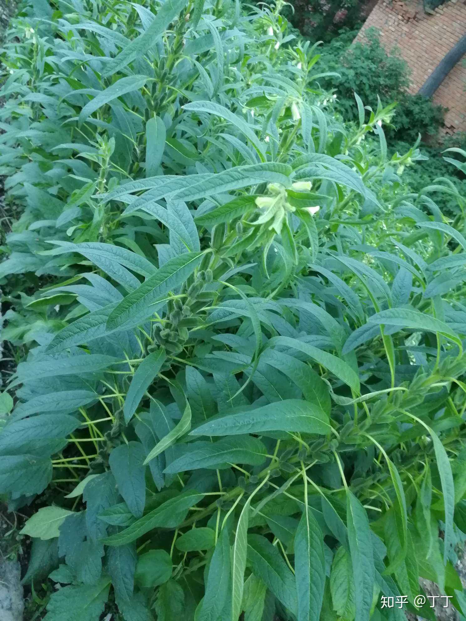 芝麻开花,节节高