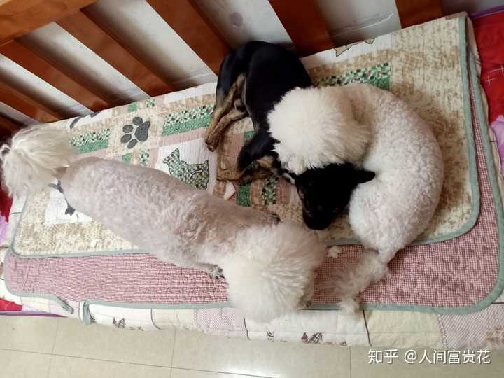 疫情期间你们的狗子在家憋成啥样了?