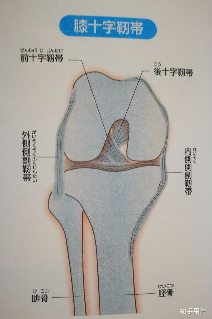 然后经前内侧通过股骨髁间窝插入并附着于胫骨髁间隆起的前方,与外侧