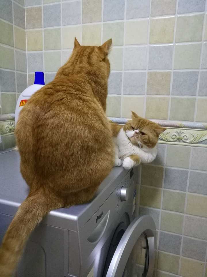 最好看的橘猫长什么样?