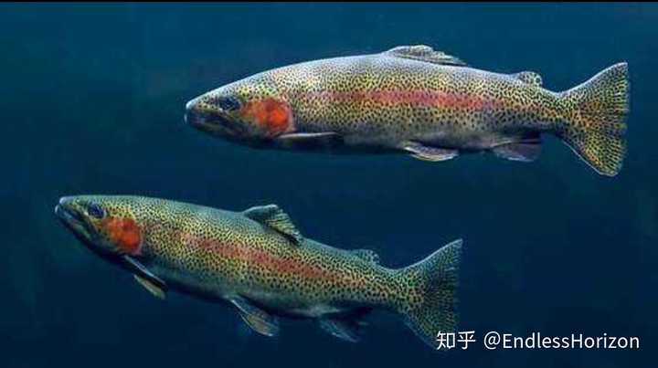 假性出血,某些鱼类繁殖期,雄鱼体表出现明显的