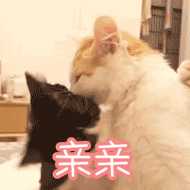 直女安慰人难道不应该都是"摸摸(,,ω)ノ"(っω".