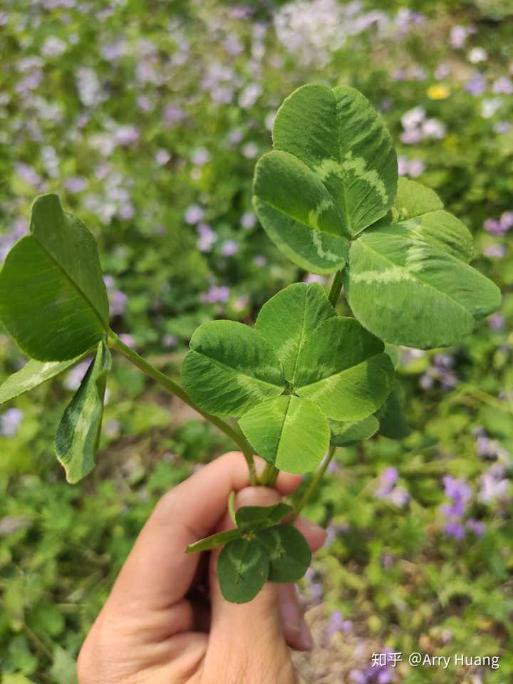 哪里有野生的四叶草?获得的几率多大?这种四叶草的科属名是什么?