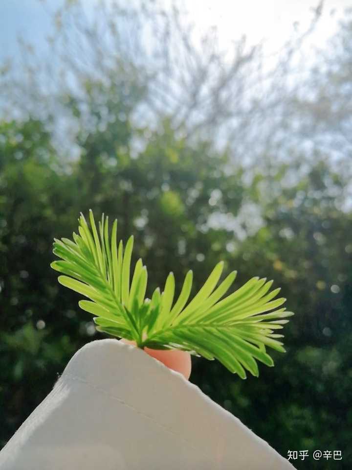 一心向阳