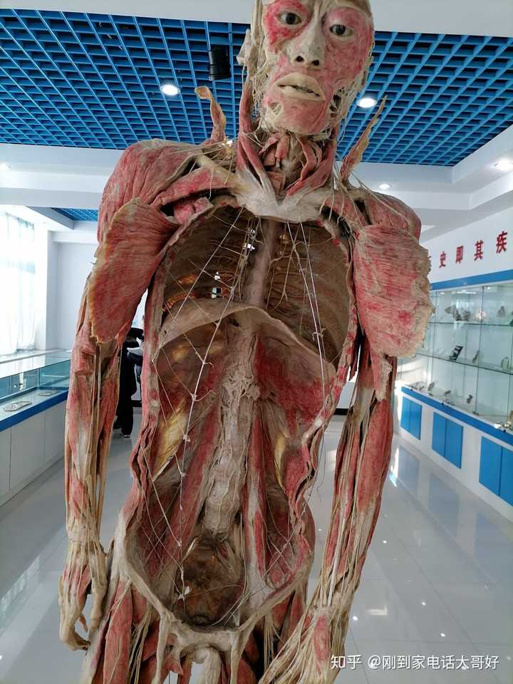 上完人体解剖课,身心都感觉很难受,是不是太矫情?