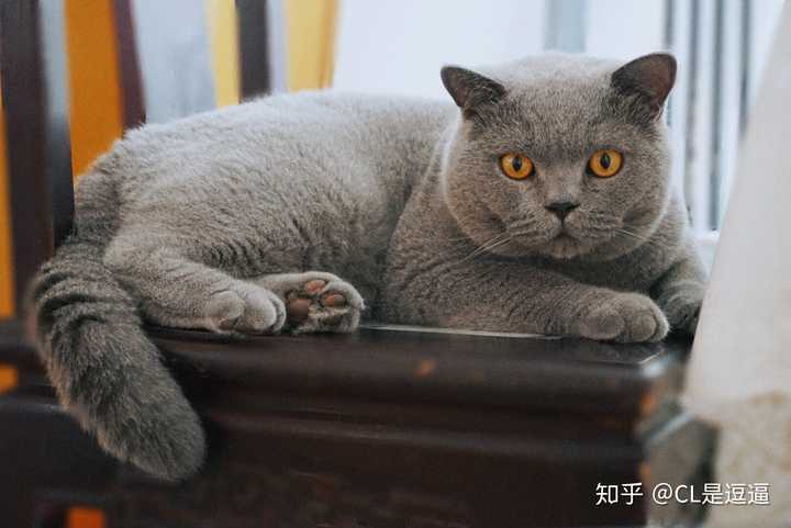 4800买的英短蓝白,现在长成土猫啦?它到底是土猫还是尴尬期啊?