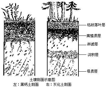 很显然是母质层,或者叫基岩