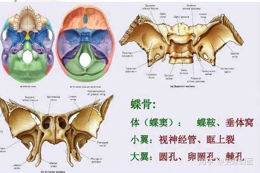 觉得解剖学中人最美的部位或者器官是什么?