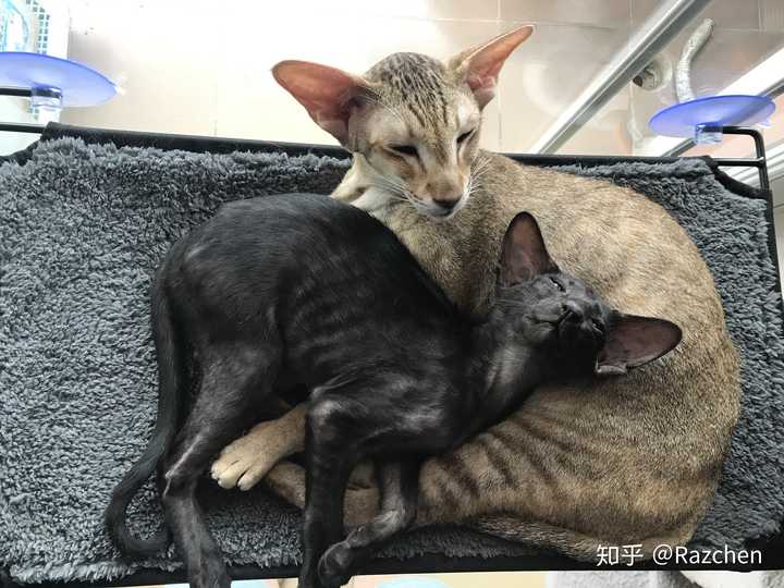 养东短(东方短毛猫)是什么体验?