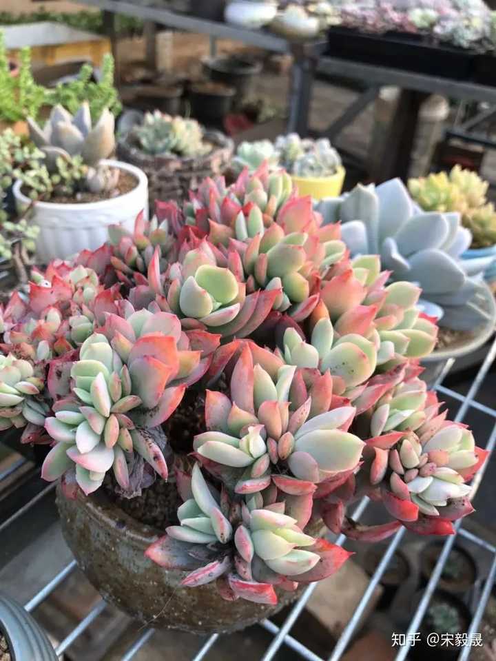 有哪些多肉植物的本尊「对得起」自己的名字?