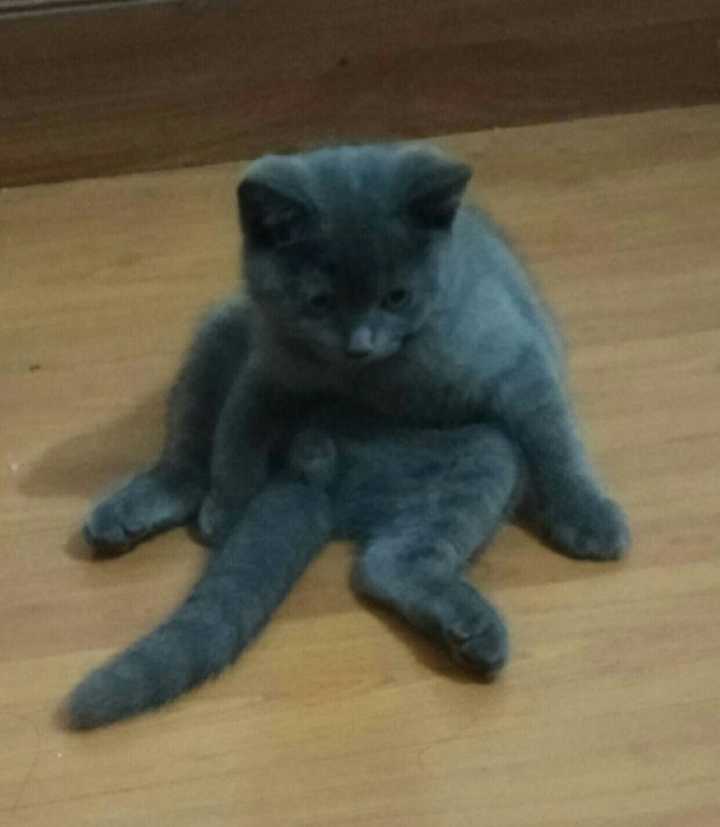 养一只英短蓝猫是什么体验?