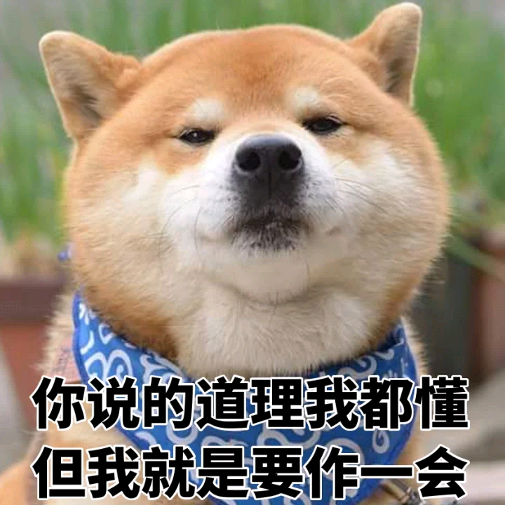 有哪些超级可爱的柴犬的表情包?