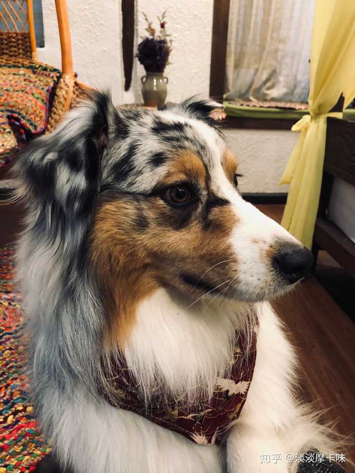 澳大利亚牧羊犬(澳牧),你有见过实体么?