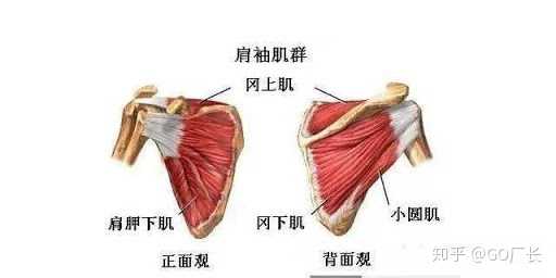 肩袖肌群的作用