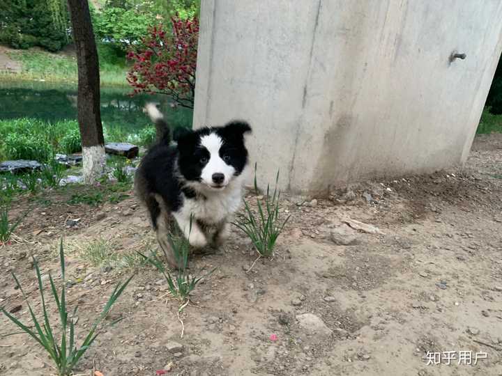 请各位看看这是田园犬还是边牧啊?