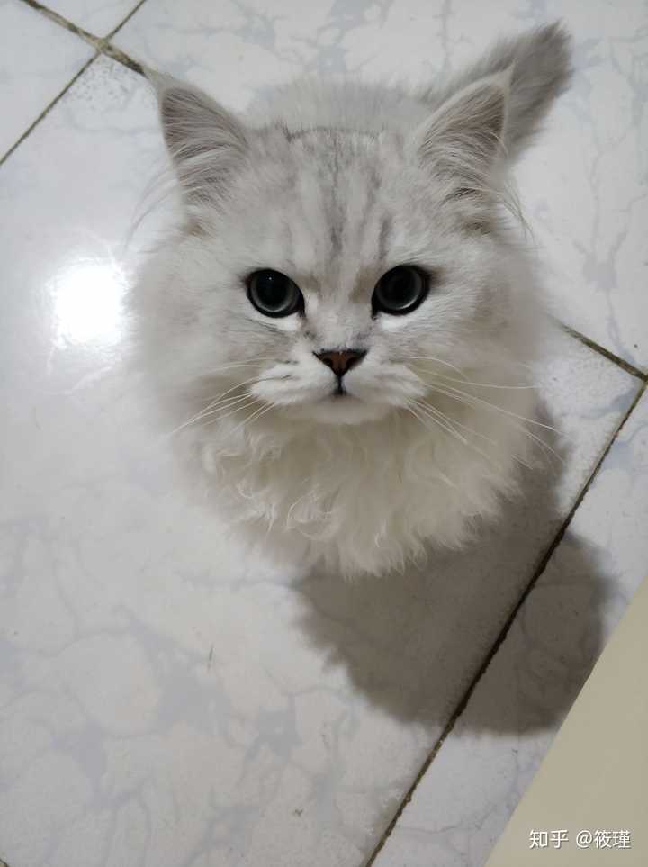 银渐层返祖猫与正常银渐层怎么选呢?急求?