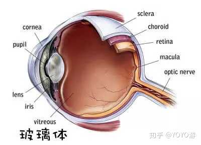 玻璃体示意图