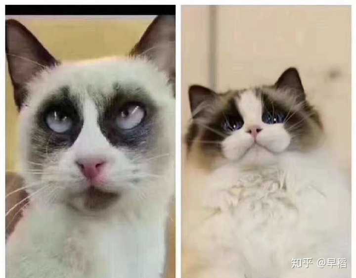 为什么布偶猫那么贵,布偶猫会不会成为下一个藏獒?