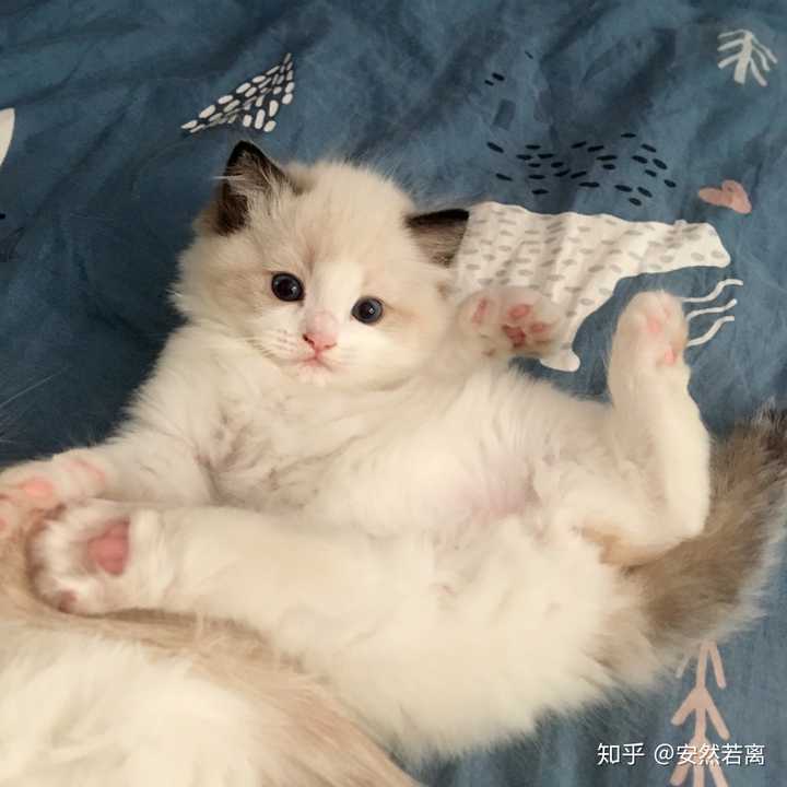 布偶猫真的有尴尬期嘛?