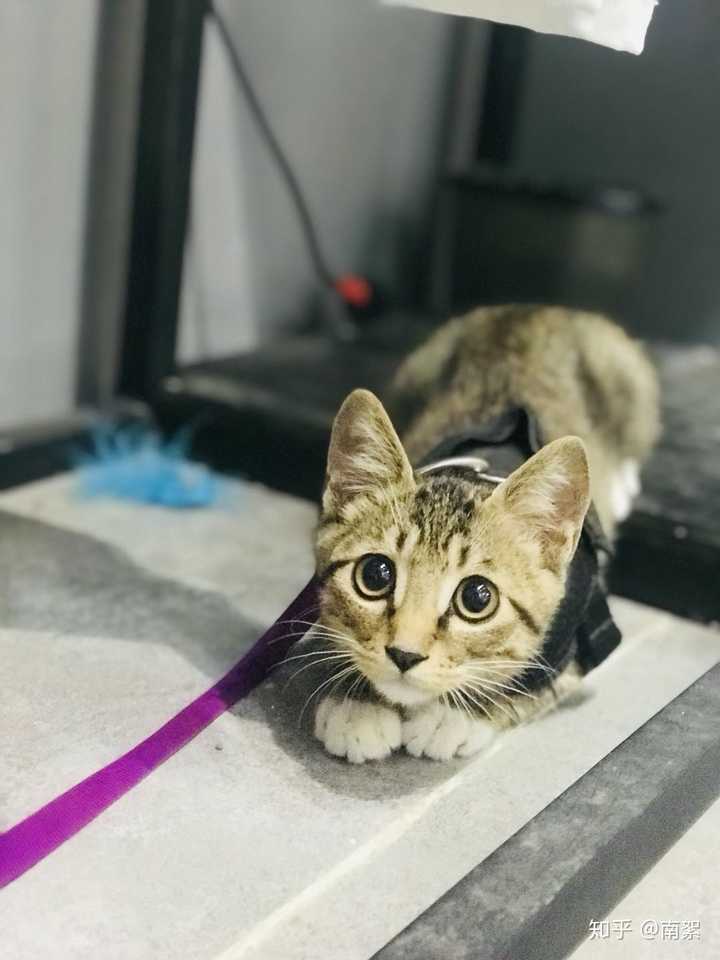 野猫幼崽家养后还有野性吗?