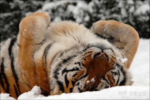 惹不起的老虎大大,仰睡起来也是萌萌的怎么肥事
