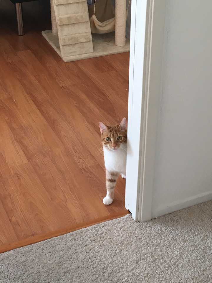 暗中观察的橘猫.这么看还是挺小的