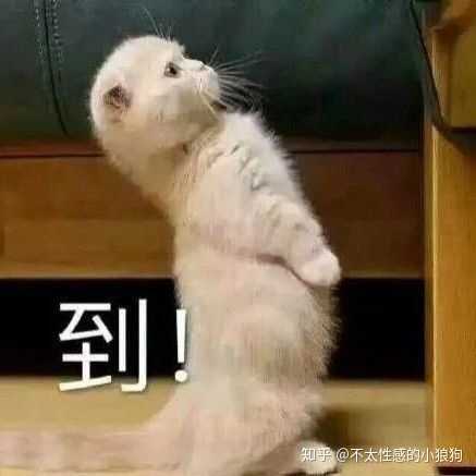 有没有跟女朋友斗图能赢的表情包 感谢每一个回答?