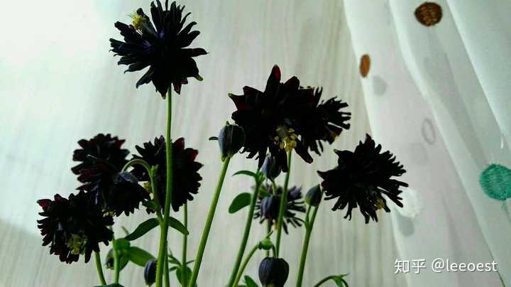 有哪些暗黑植物(暗黑系花草)?求配图和简介.