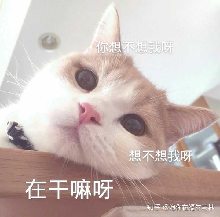 有没什么特别可爱的表情包分享呀?