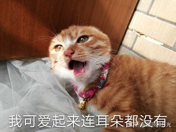 养土猫会遭人嫌弃吗?