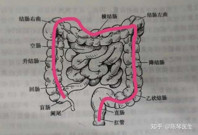 但注意:小肠发生癌变的几率特别低,并不常见,大家,那怕是我们医生平时