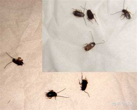 房间突然多了蟑螂怎么办?