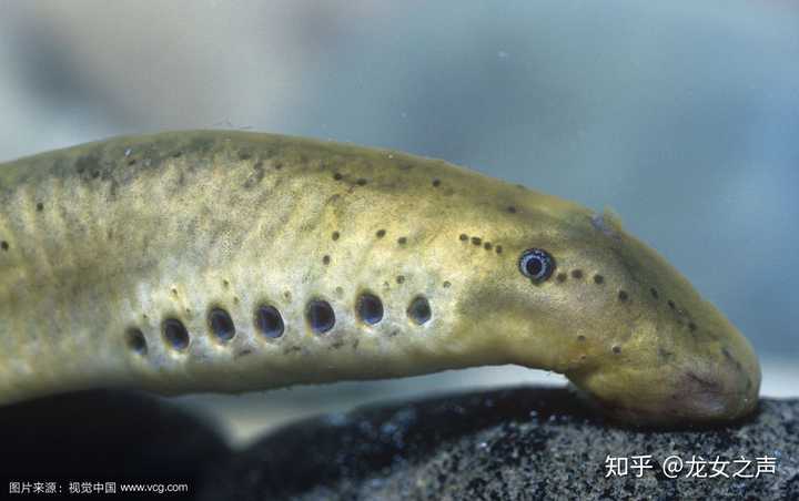 甚至现代的无颌鱼也有一个鼻孔,比如七腮鳗