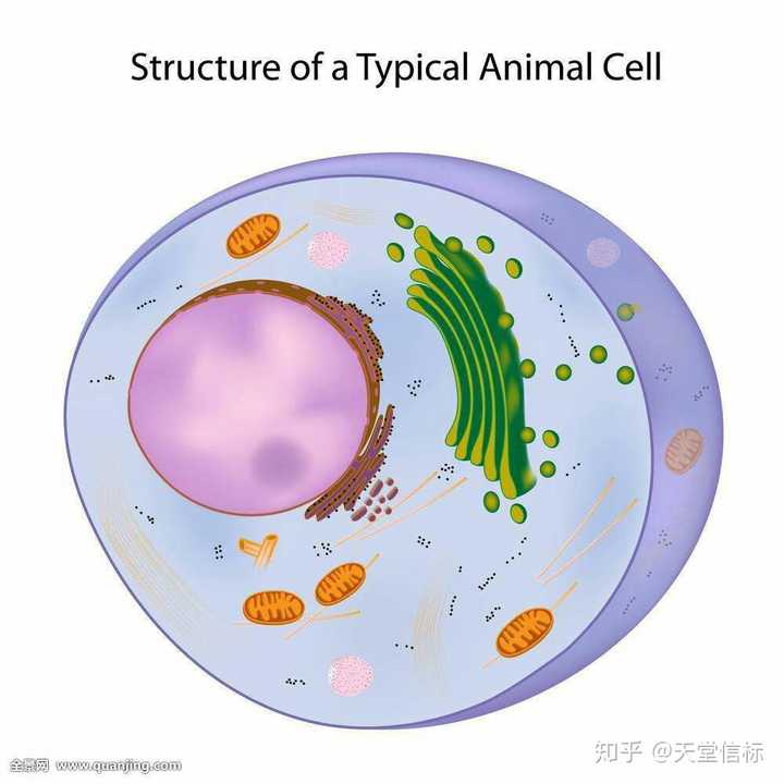 病毒属于细胞吗为什么?区别试什么?