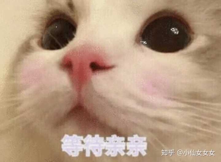 有什么甜甜的猫咪表情包可以分享?