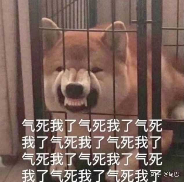 求一个表情包一只狗狗卡在栏杆然后好生气的表情包