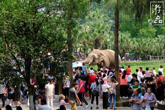 因为位于杨家坪,所以重庆人也习惯把它叫做杨家坪动物园.