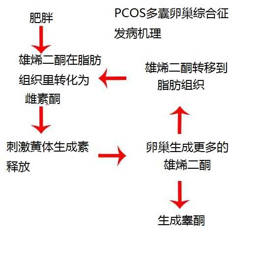 发病机理起源可以说是 肥胖(起源)而不是 雄激素过多(后果)