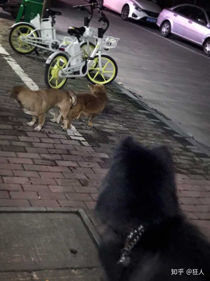 分享一下你的狗狗的可爱照片和小故事好吗?