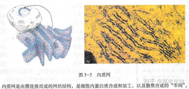 内质网中不也附着核糖体吗?